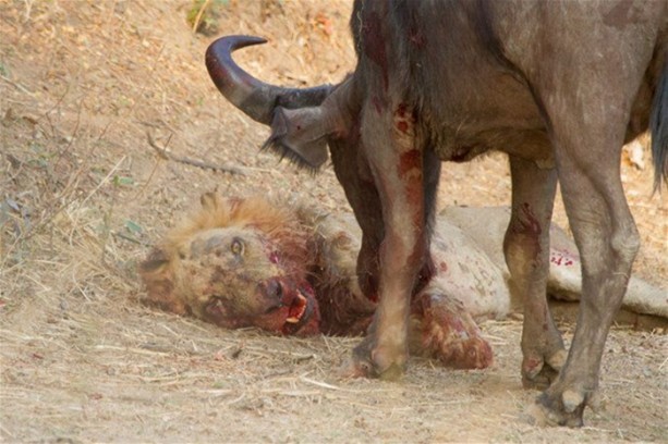 Foto - Aslan karizmasını çok fena çizdirdi!