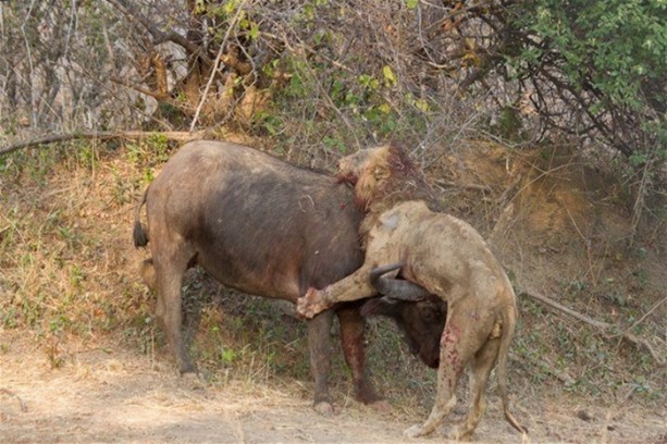 Foto - Aslan karizmasını çok fena çizdirdi!