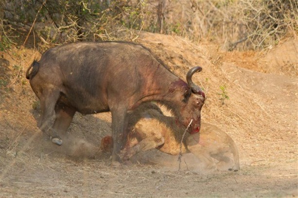 Foto - Aslan karizmasını çok fena çizdirdi!