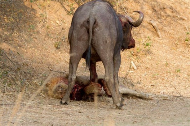 Foto - Aslan karizmasını çok fena çizdirdi!