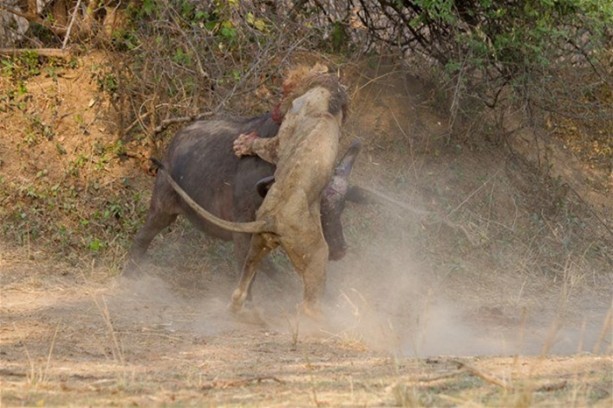 Foto - Aslan karizmasını çok fena çizdirdi!