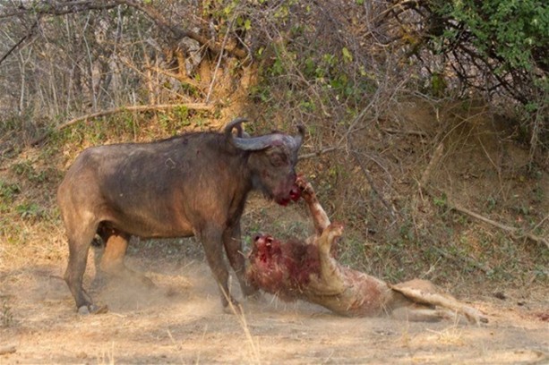 Foto - Aslan karizmasını çok fena çizdirdi!