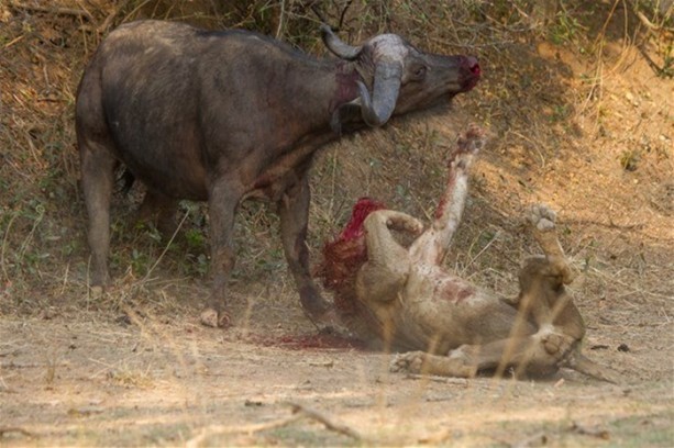 Foto - Aslan karizmasını çok fena çizdirdi!