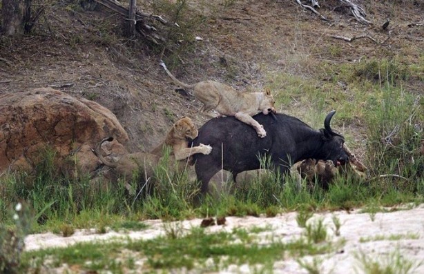 Foto - Aslan öyle bir kaçtı ki!
