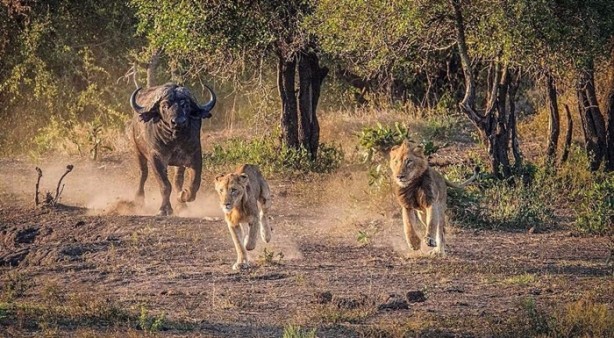 Foto - Aslan öyle bir kaçtı ki!