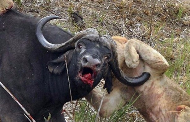 Foto - Aslan öyle bir kaçtı ki!