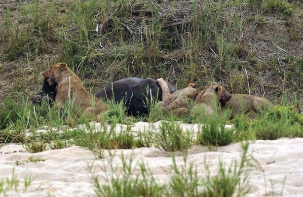 Foto - Aslan öyle bir kaçtı ki!