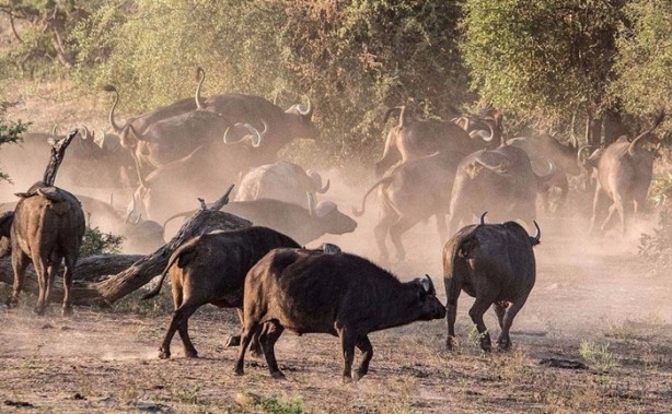 Foto - Aslan öyle bir kaçtı ki!
