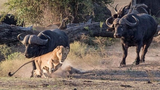 Foto - Aslan öyle bir kaçtı ki!