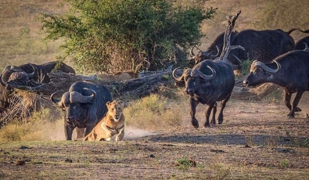 Foto - Aslan öyle bir kaçtı ki!