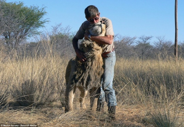 Foto - Aslan ve insanın mükemmel dostluğu