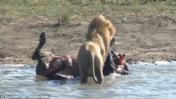 Foto - Aslandan beklenmedik hareket!