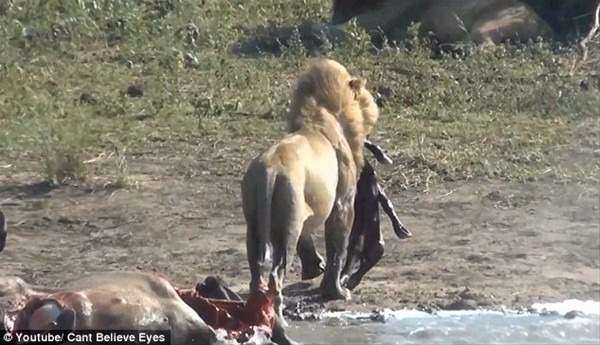 Foto - Aslandan beklenmedik hareket!