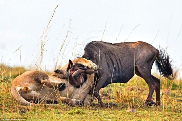 Foto - Aslanın işini bitirmesi 1 dakika sürmedi!