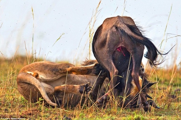 Foto - Aslanın işini bitirmesi 1 dakika sürmedi!
