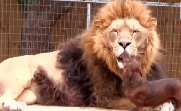 Foto - Aslanın kafesine köpek bıraktılar... Herkes, olanları şaşkınlıkla izledi