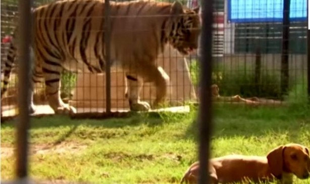 Foto - Aslanın kafesine köpek bıraktılar... Herkes, olanları şaşkınlıkla izledi