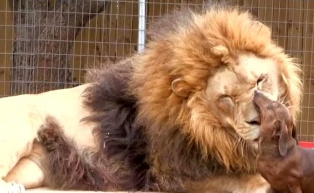 Foto - Aslanın kafesine köpek bıraktılar... Herkes, olanları şaşkınlıkla izledi