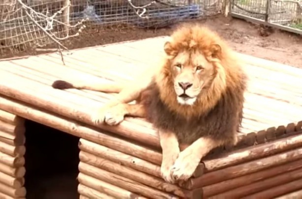 Foto - Aslanın kafesine köpek bıraktılar... Herkes, olanları şaşkınlıkla izledi