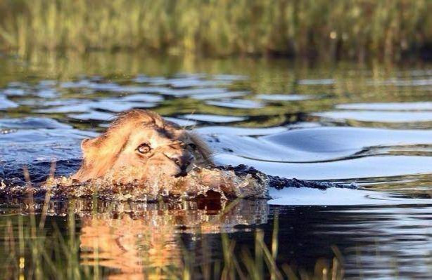 Foto - Aslanın karizması yerle bir oldu!