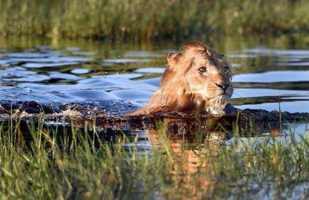 Foto - Aslanın karizması yerle bir oldu!