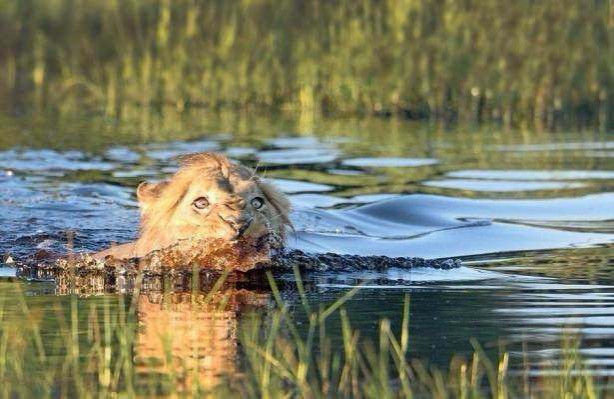 Aslanın karizması yerle bir oldu!