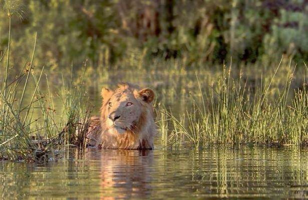 Foto - Aslanın karizması yerle bir oldu!