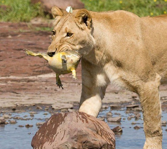 Foto - Aslanın şaşırtan sevgisi