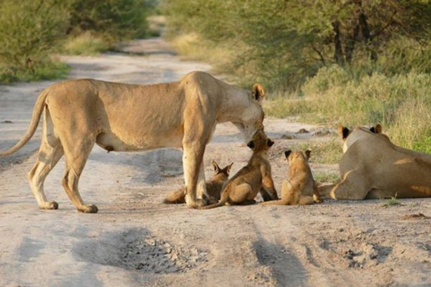 Foto - Aslanın yaralı bir yavruya yaklaştığını görünce...