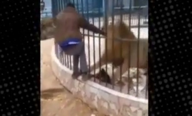 Foto - Aslanla kanlı şakalaşma! O anlar böyle görüntülendi