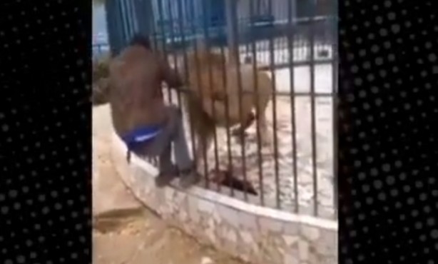 Foto - Aslanla kanlı şakalaşma! O anlar böyle görüntülendi