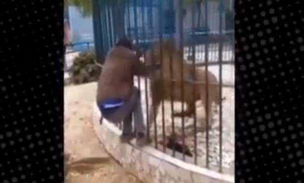 Foto - Aslanla kanlı şakalaşma! O anlar böyle görüntülendi