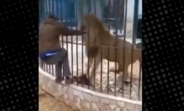 Foto - Aslanla kanlı şakalaşma! O anlar böyle görüntülendi