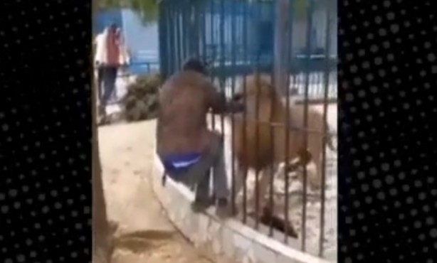 Aslanla kanlı şakalaşma! O anlar böyle görüntülendi