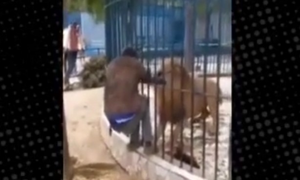 Foto - Aslanla kanlı şakalaşma! O anlar böyle görüntülendi