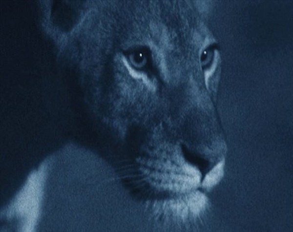 Foto - Aslanlara bir de böyle bakın!