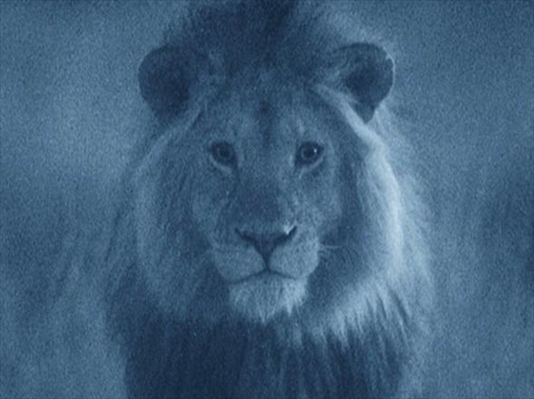 Foto - Aslanlara bir de böyle bakın!