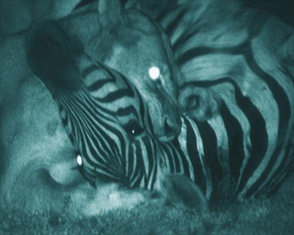 Aslanlara bir de böyle bakın!