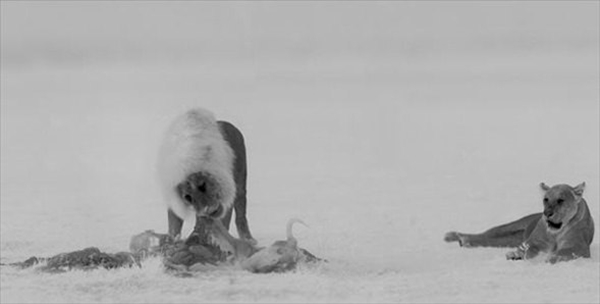 Foto - Aslanlara bir de böyle bakın!