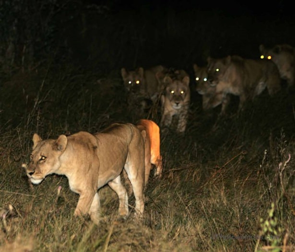 Foto - Aslanlara bir de böyle bakın!