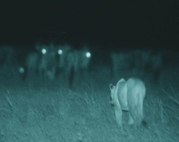 Foto - Aslanlara bir de böyle bakın!
