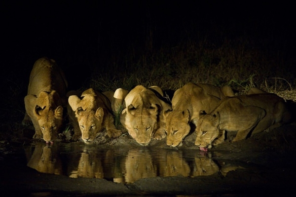 Foto - Aslanlara bir de böyle bakın!