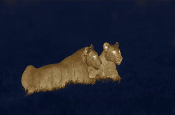 Foto - Aslanlara bir de böyle bakın!