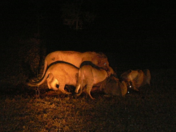 Foto - Aslanlara bir de böyle bakın!