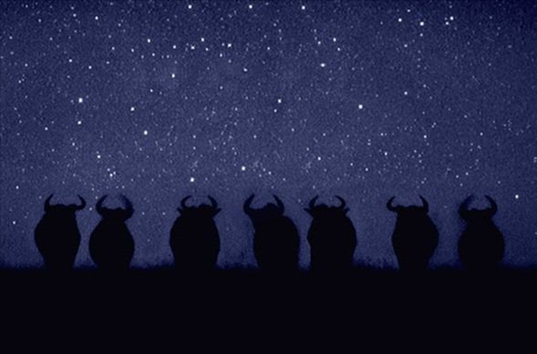 Foto - Aslanlara bir de böyle bakın!