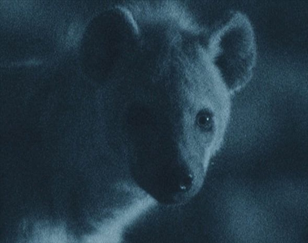 Foto - Aslanlara bir de böyle bakın!