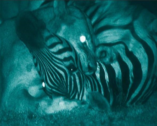 Foto - Aslanlara bir de böyle bakın!