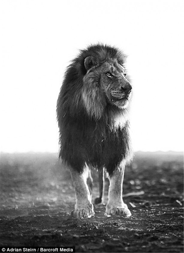 Foto - Aslanlara fısıldayan adam