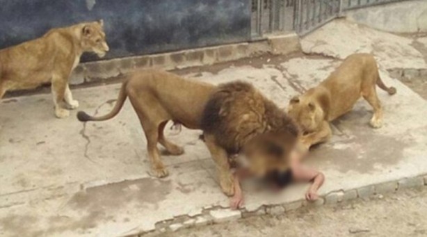 Foto - Aslanlara yem oldu!