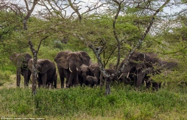 Foto - Aslanları korkudan ağaca çıkarttı